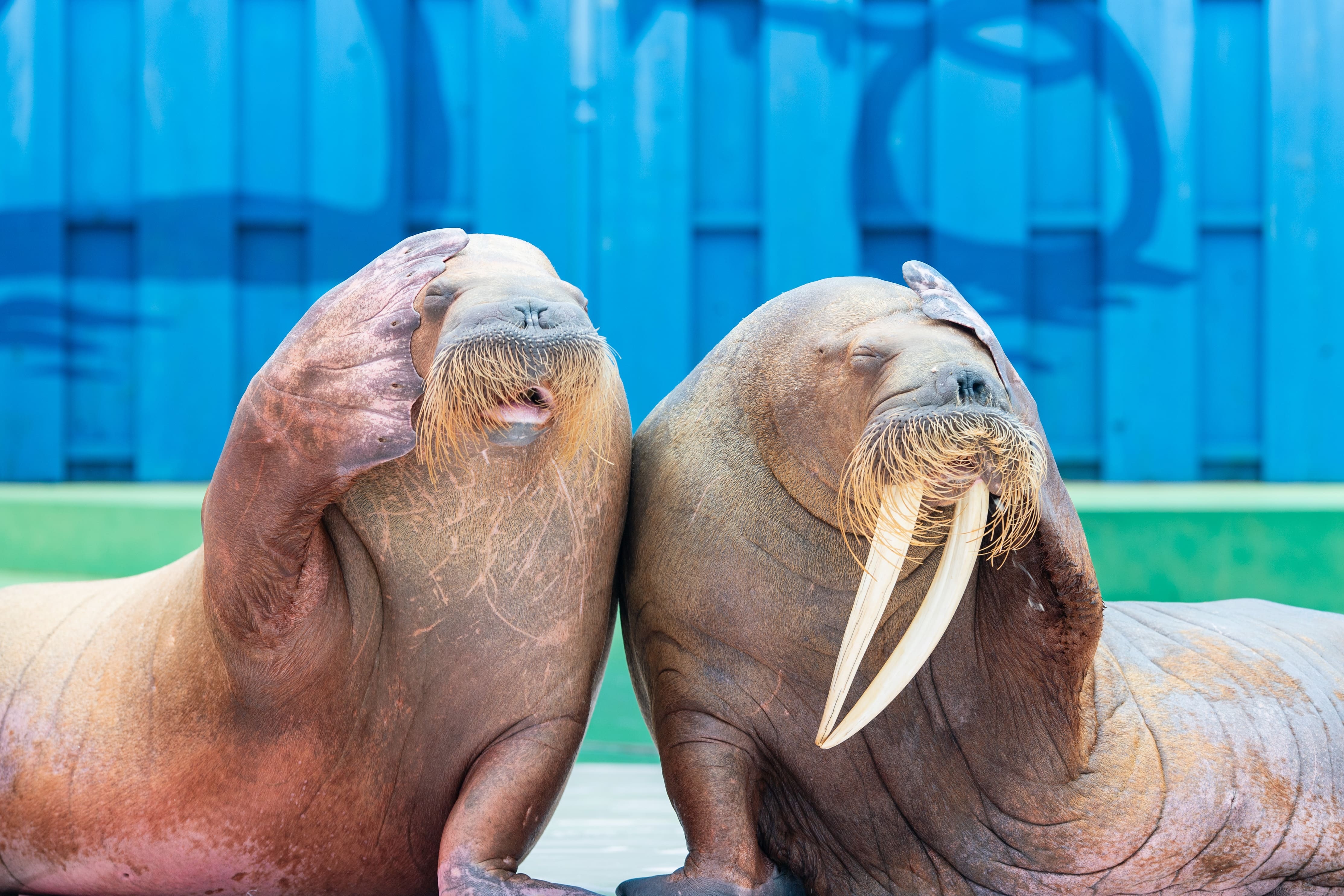水族館と周辺エリアのシナジー事例のイメージ